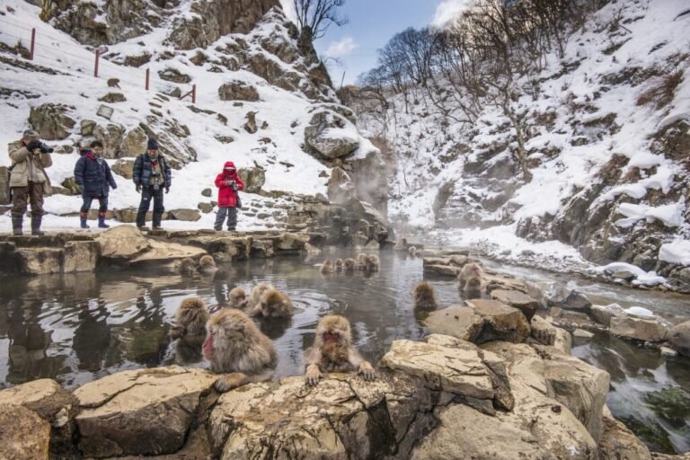Jigokudani Monkey Park, Japan
